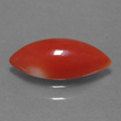 Deep Red Coral