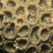 Live Coral Polyps
