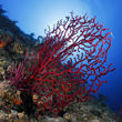 Live Red Coral Branch