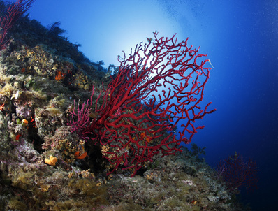 red-coral-rough