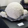 Rounded Barite Balls