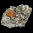 Muscovite Plate with Scheelite Crystal