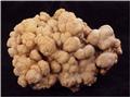 Brain-like growth of Calcite from Kiryat Sefer, Modi'in Illit, Israel