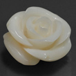 White Coral Rose
