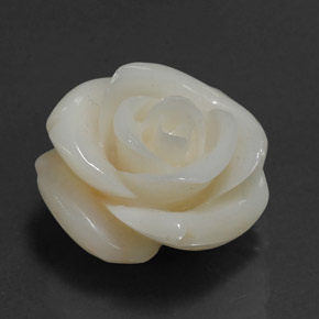 White Coral Rose