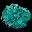 Feathery Aurichalcite