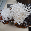 Dense White Cerussite Sprays