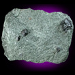 Magnetite in Chlorite Matrix