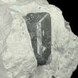 Gray Danburite in Matrix