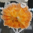 Rare Orange Scolecite