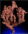 Dendritic Copper in great form from Ray Mine, Pinal County, Arizona
