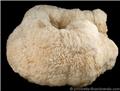 White Curved Barite Formation from Madoc, Ontario, Canada.