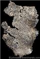 Silver Leaf Formation from Siscoe Metals Ltd. Mine, Obrien, Ontario, Canada
