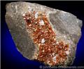 Orange Sphalerite on Matrix from Walworth Quarry, Wayne County, New York