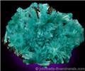 Feathery Aurichalcite from 79 Mine, Gila County, Arizona