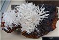 Dense White Cerussite Sprays from Flux Mine, Patagonia District, Santa Cruz Co., Arizona