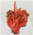 Outstanding Crocoite Cluster from Adelaide Mine, Zeehan District, Tasmania, Australia