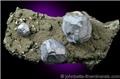 Complex Galena Crystals on Matrix from Dundas, Ontario, Canada