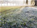 Frost on Grass from Unknown