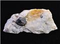 Ilmenite Crystal on Marble Matrix from Rhein property, Amity, Town of Warwick, Orange Co., New York