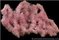 Spiky Pink Inesite from Daye Mine, near Huangshi, Hubei, China