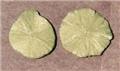Radiating Pyrite Dollars from Sparta, Randolph Co., Illinois