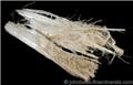 Fibrous Asbestos from Verdolite Quarry, north of Easton, Northampton County, Pennsylvania